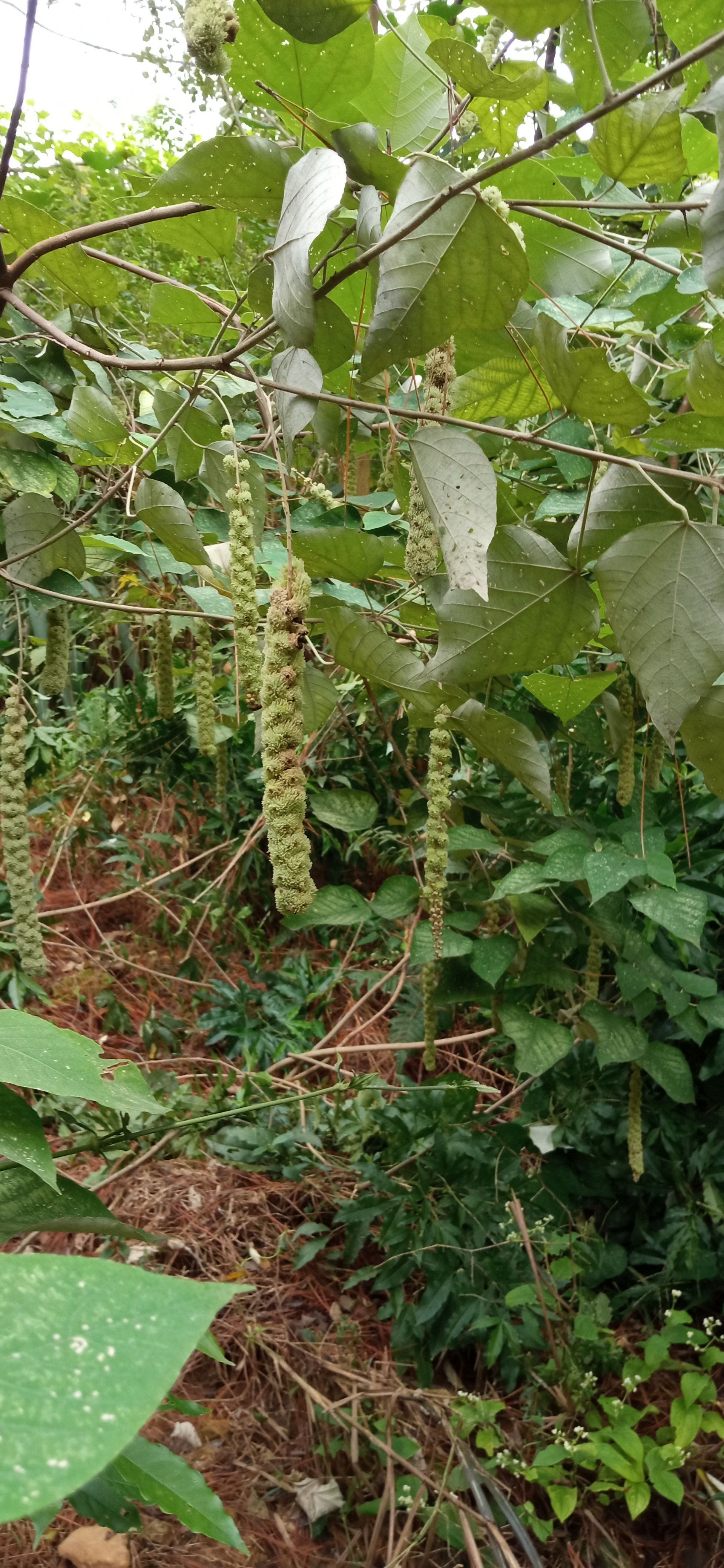 白背叶根，鲜货