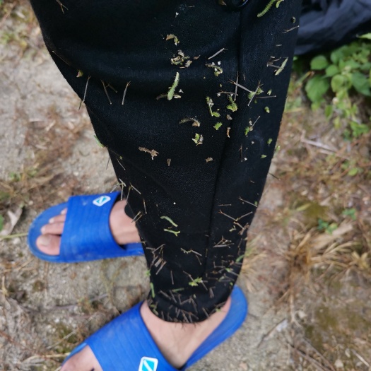 叙永县 鬼针草