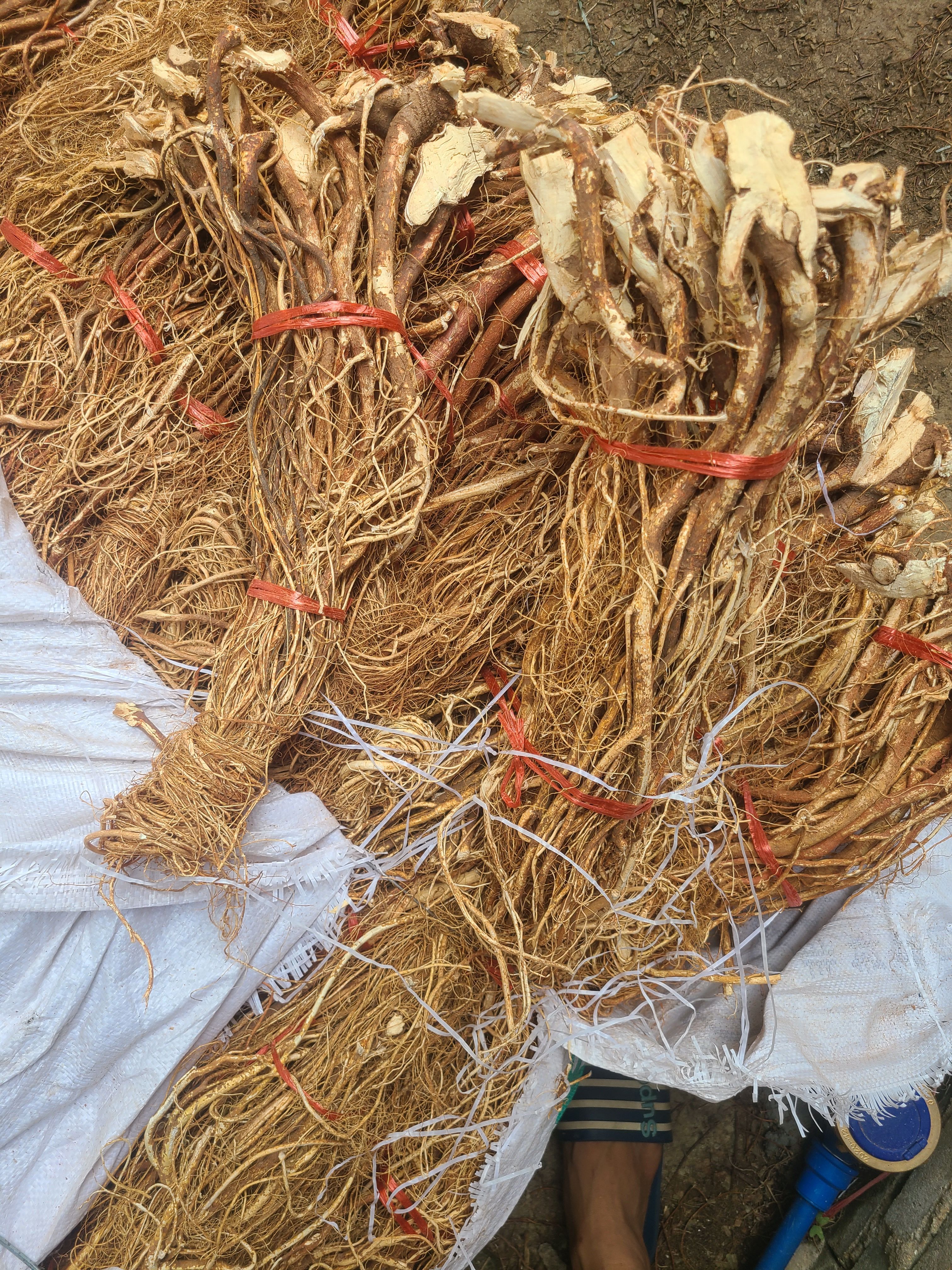 五指毛桃 干货 长条 无硫