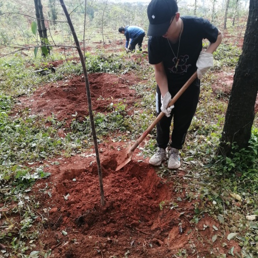 江城县果园  80多亩林地，土壤肥沃，交通便利，具体可以详谈，欢迎了解。