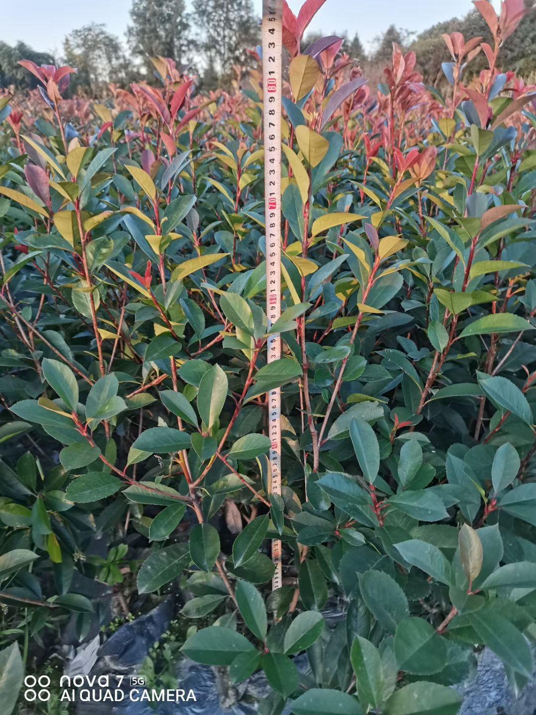 红罗宾 红叶石楠（营养袋装苗）