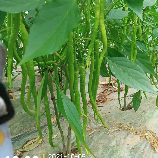  二荆条辣椒，青黄皮，皮薄，条长。价格随行就市。随时可以采摘！