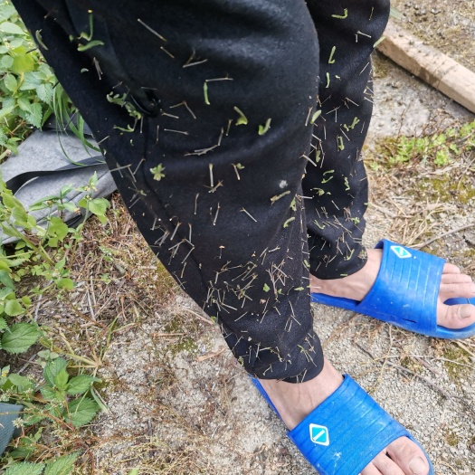 叙永县 鬼针草