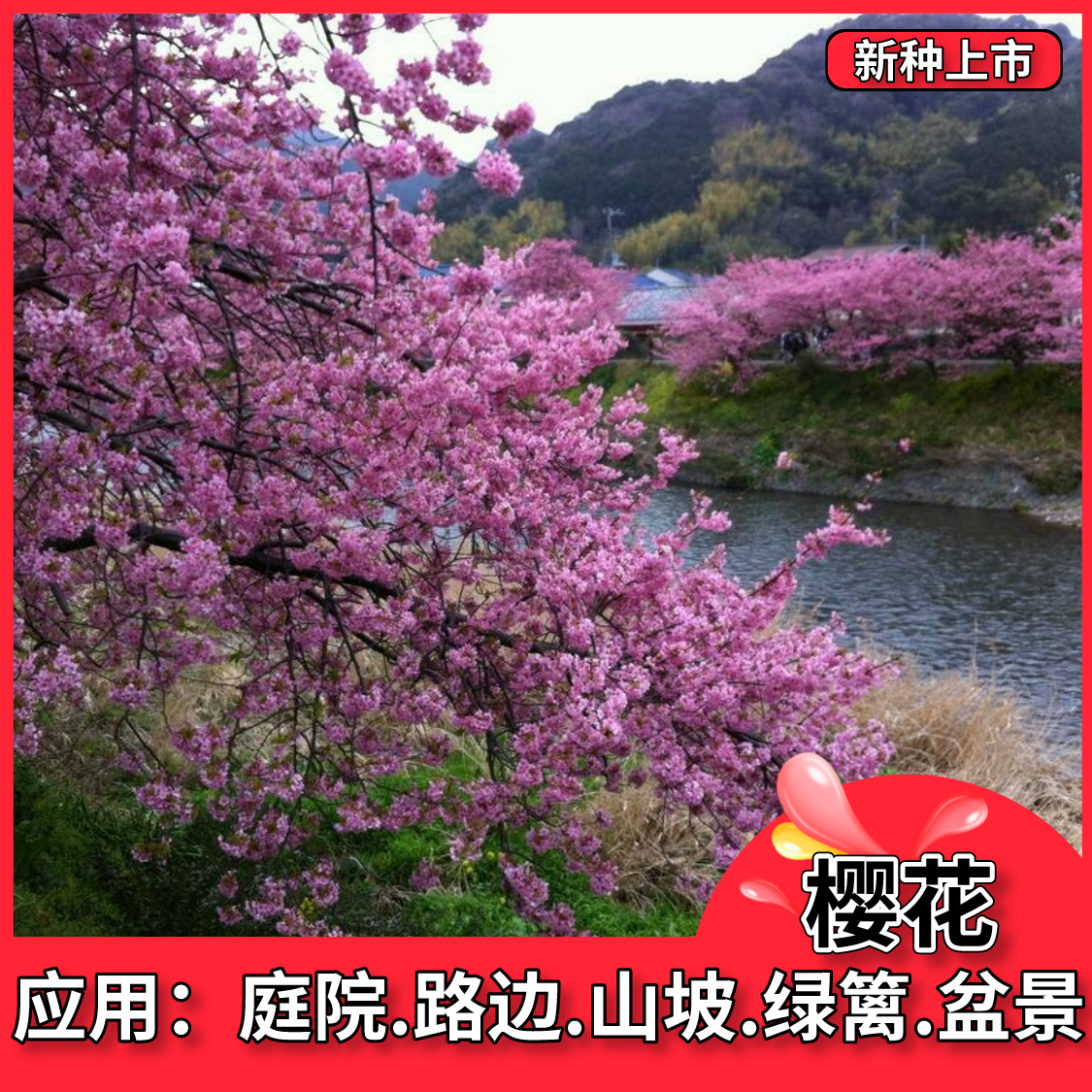 沭阳县樱花种子樱花树种籽开花不断易种易活四季室外庭院观花盆栽种子