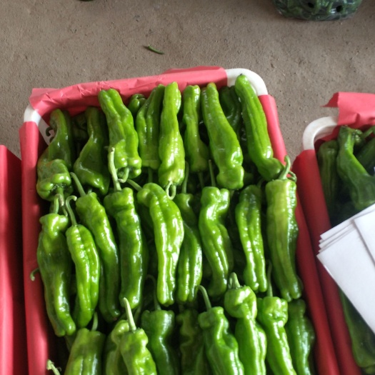 枣庄皱皮椒 鲜辣椒，现采现摘，