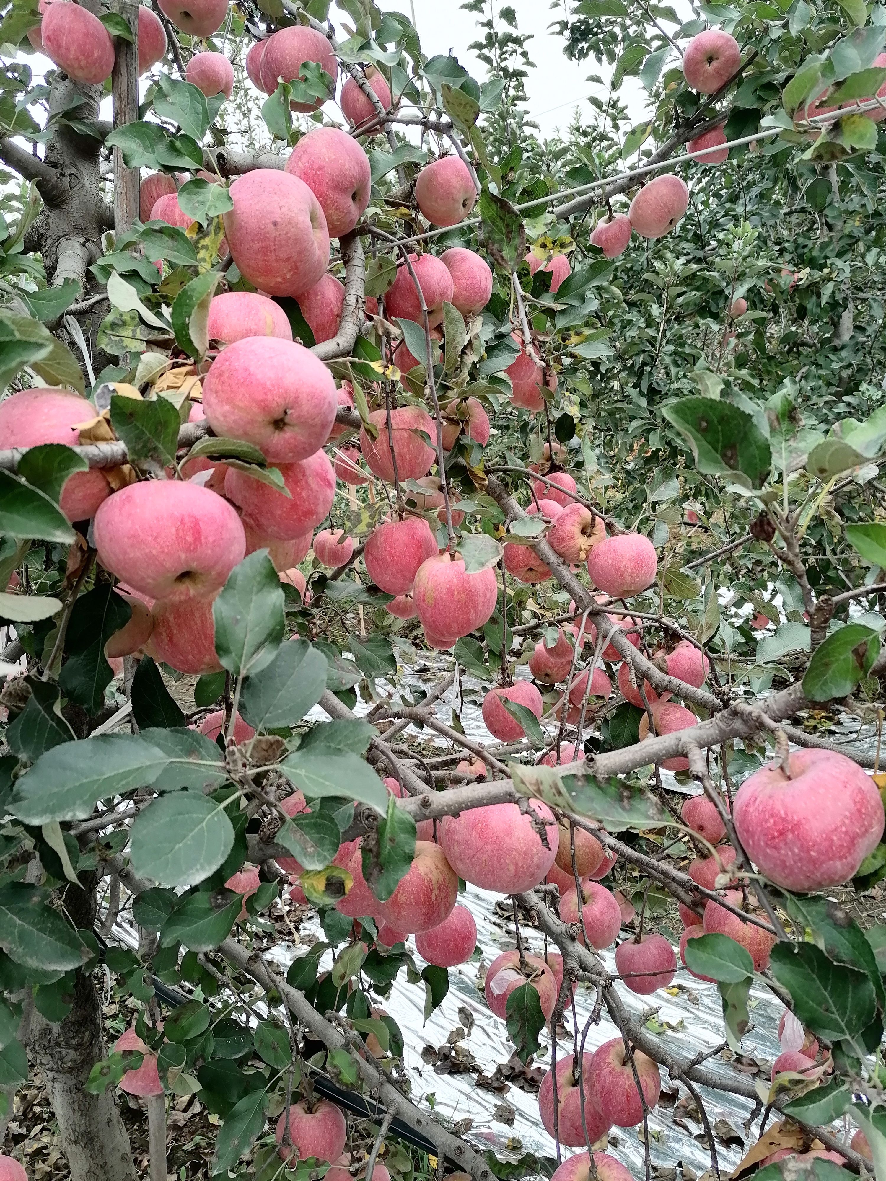 美八苹果  苹果基地大量供应，红富士，红星苹果，金帅，红露苹果，美八。