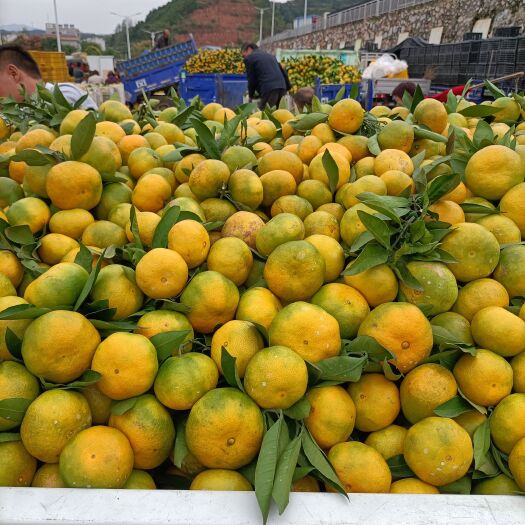 丹江口市蜜桔大量上市中，细皮口感好，颜色亮，