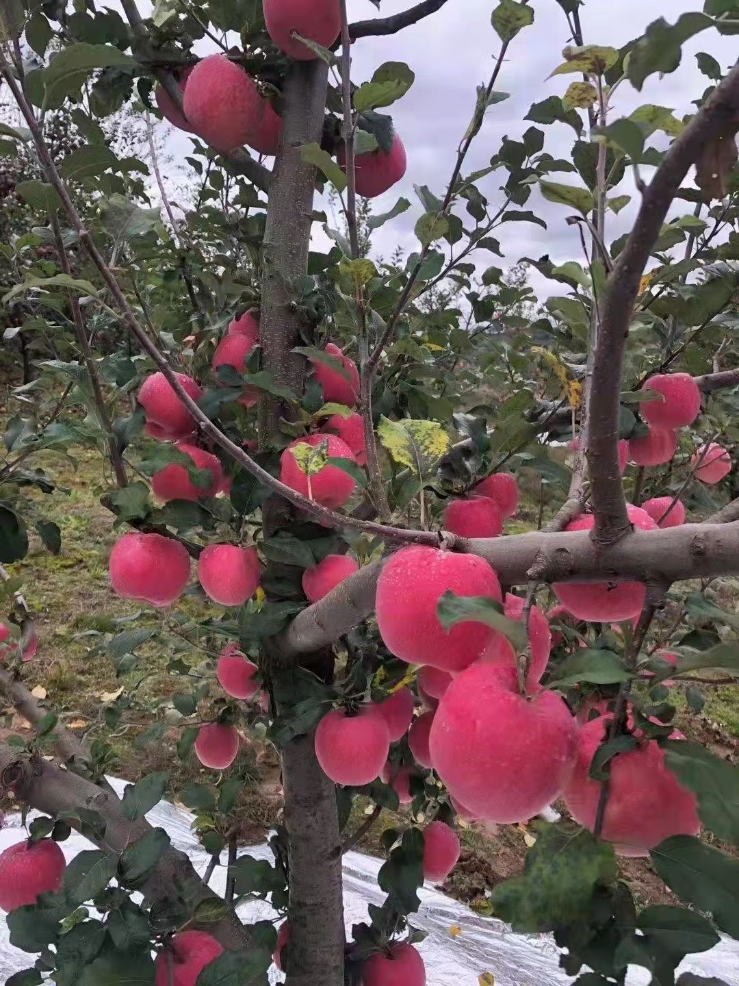 红富士苹果  苹果，正宗甘肃天水红富士，产地自产自销，汁多皮