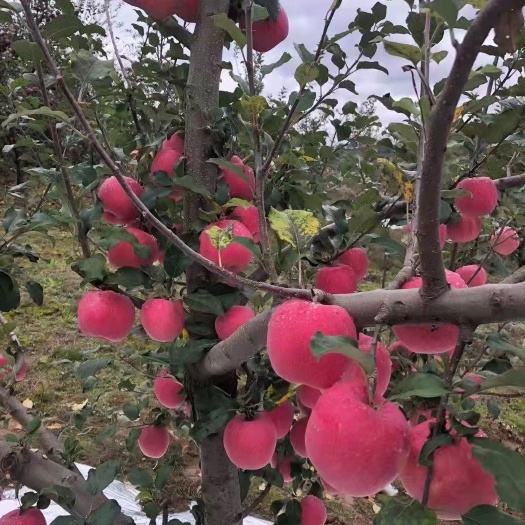 甘谷县红富士苹果  苹果，正宗甘肃天水红富士，产地自产自销，汁多皮