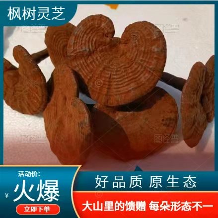 新丰县紫灵芝  粤北林下枫树灵芝 农户直供 免费切片