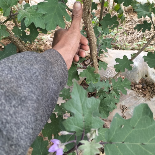 广南县颠茄草 金钮扣，紫花茄根叶全草