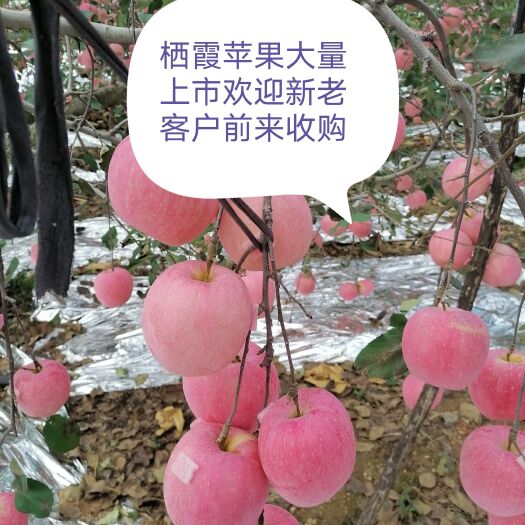 红富士苹果 代购栖霞苹果，栖霞苹果大量上市欢迎您的到来。