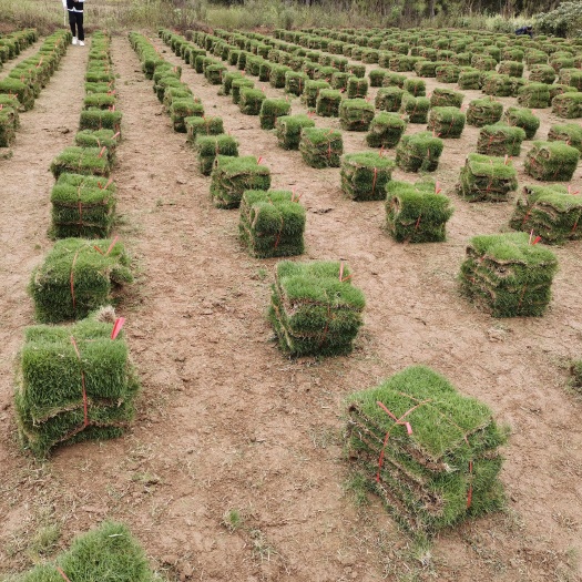 长沙县马尼拉草皮 马尼拉草卷  草块   大量有货  自产自销   需要的联系