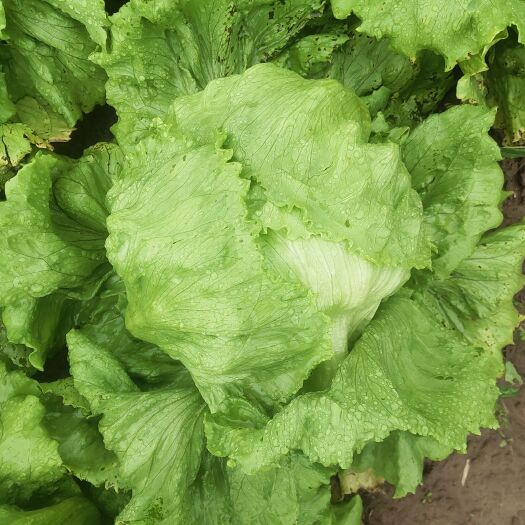 衡水球生菜  大量生菜球