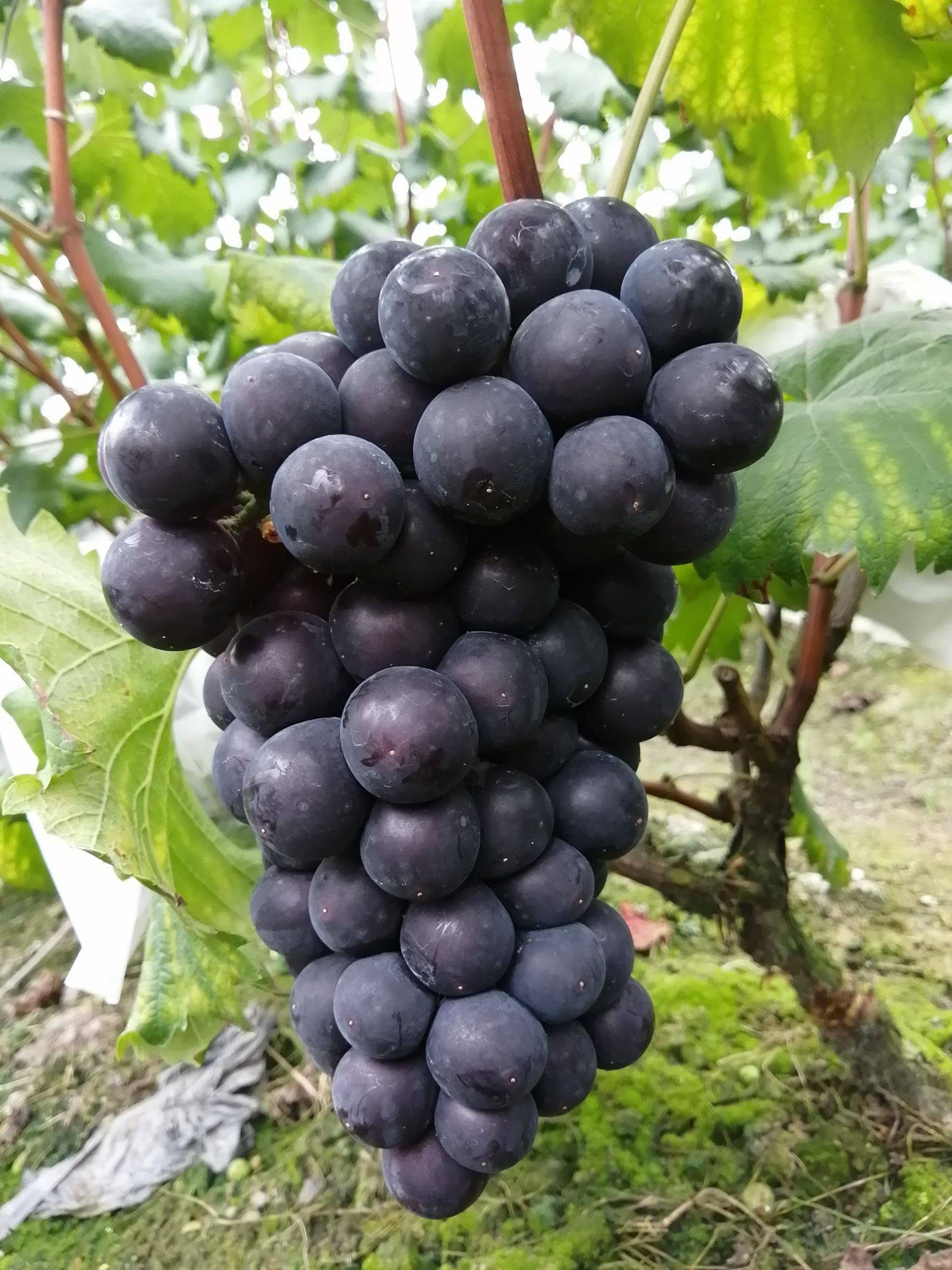 脱毒巨峰葡萄苗
