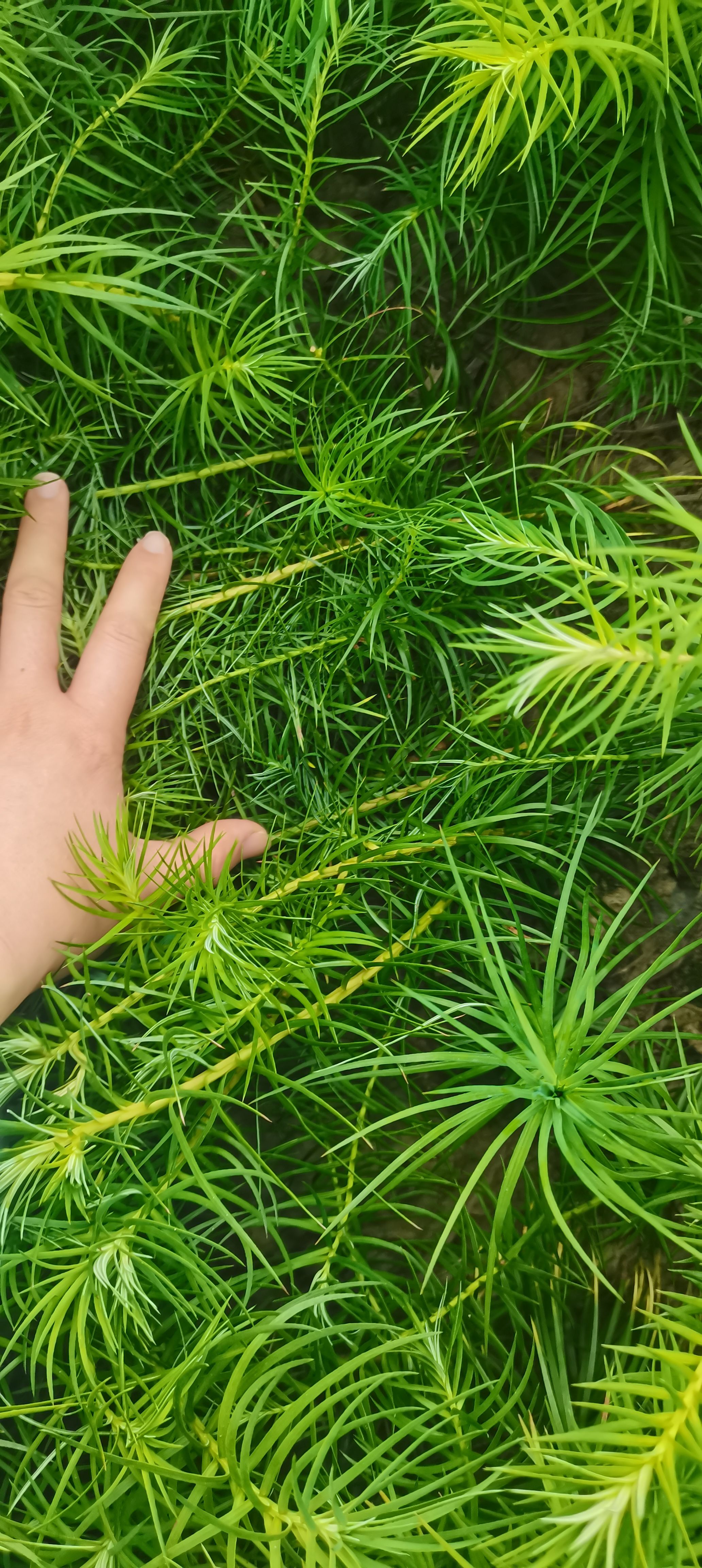 杉木树苗  大量供应一年生杉木小苗，原生田苗，苗圃直供，走量批发