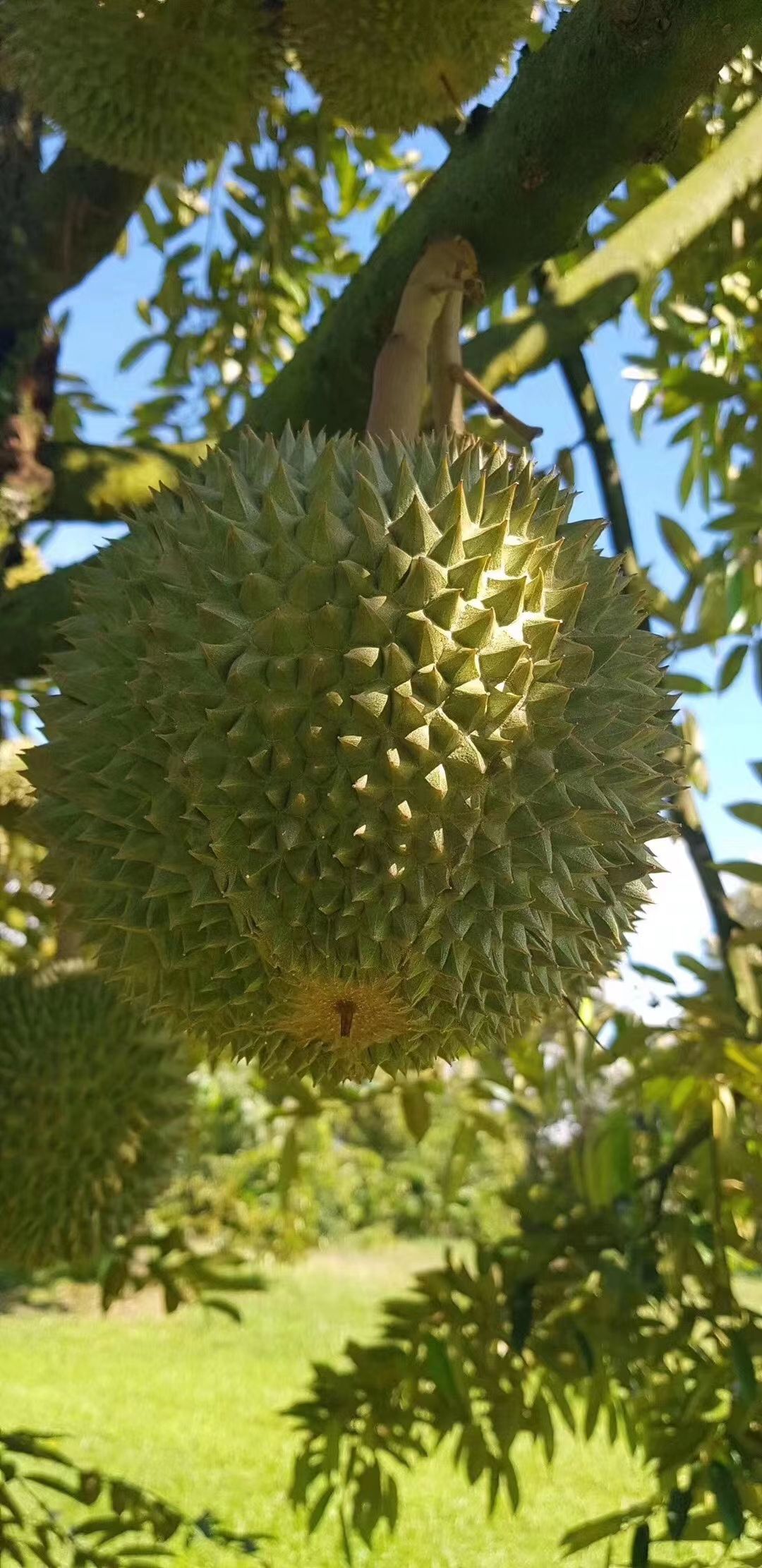 黑刺榴莲  精品果，一手货源，口感丝滑，出肉率高，一件代发