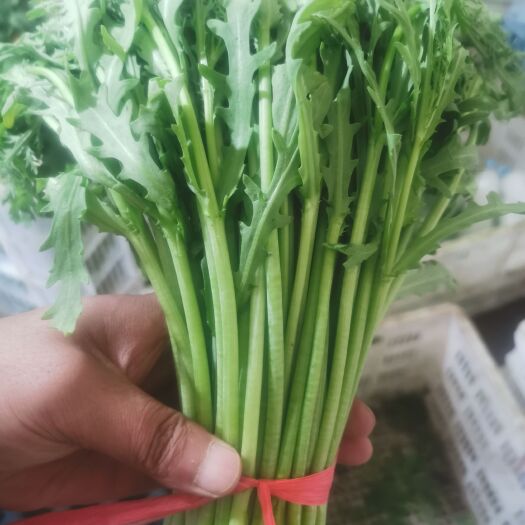 寿光市寿光茼蒿丶杆绿、叶厚产地直销。代发车一条龙服务。