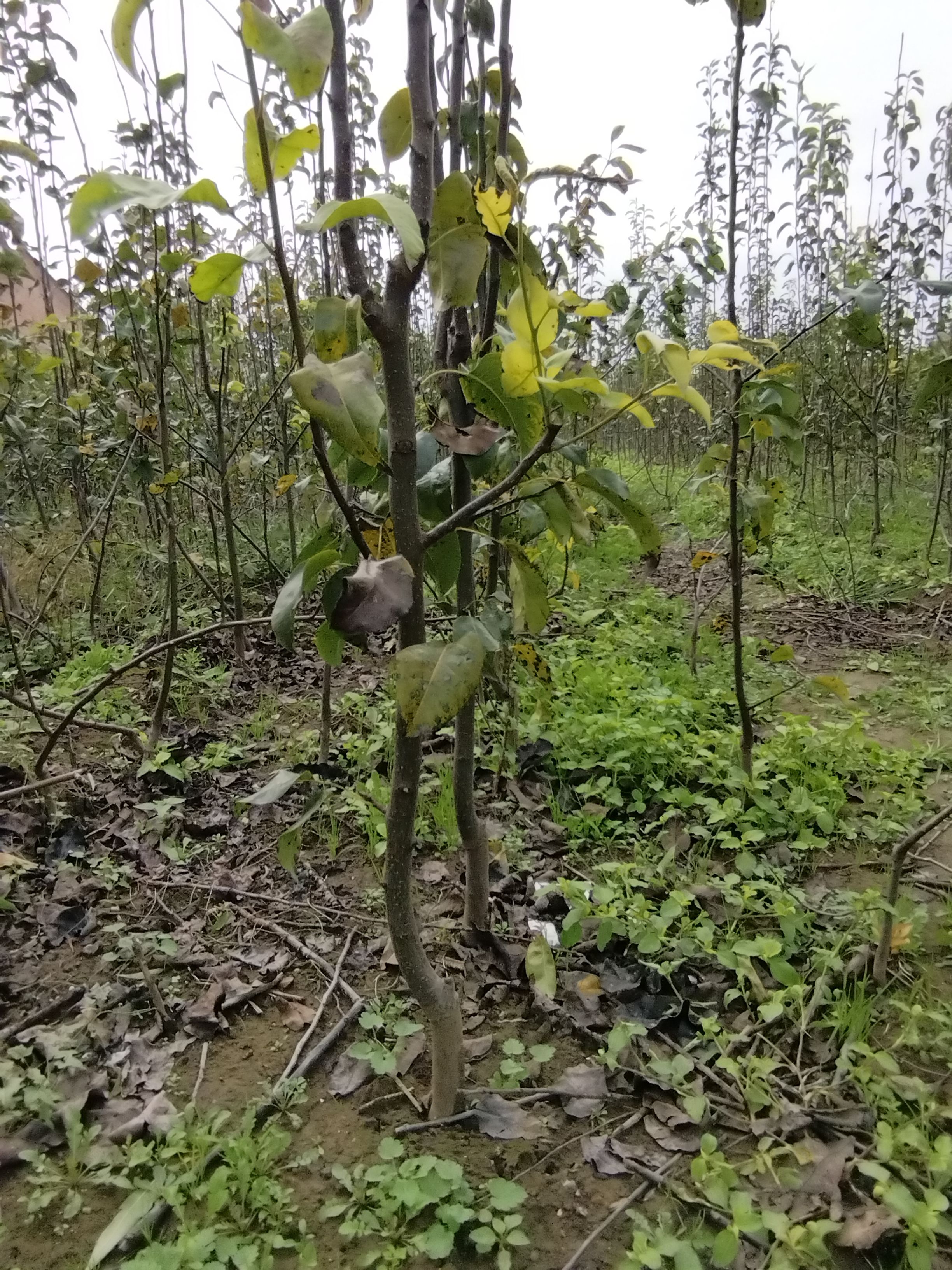 梨树苗  3公分左右梨树量大