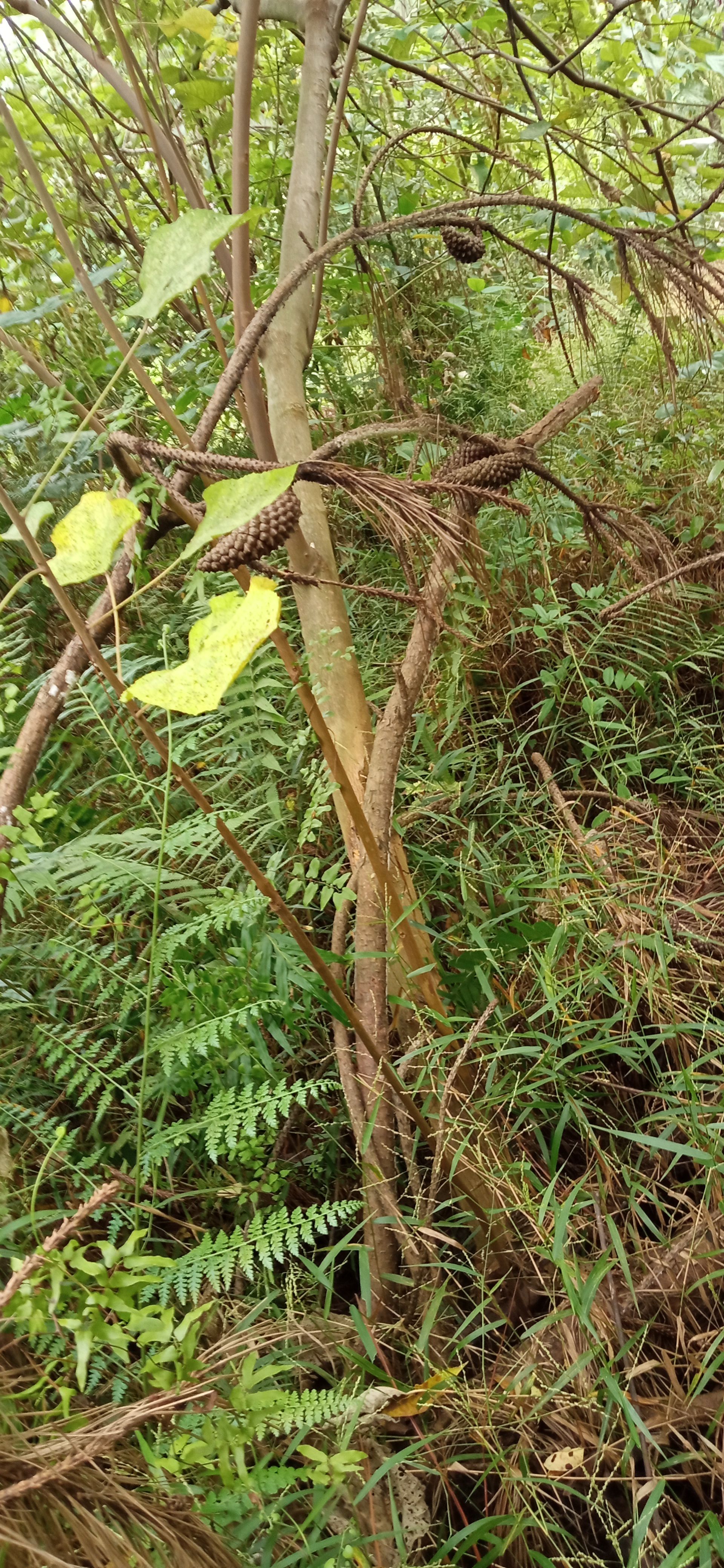 白背叶根，鲜货