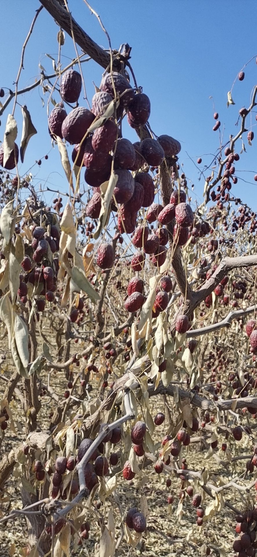 灰枣 河南省郑州市新郑市 24个月以上