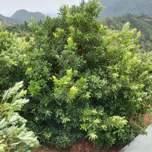 靖州县杨梅树