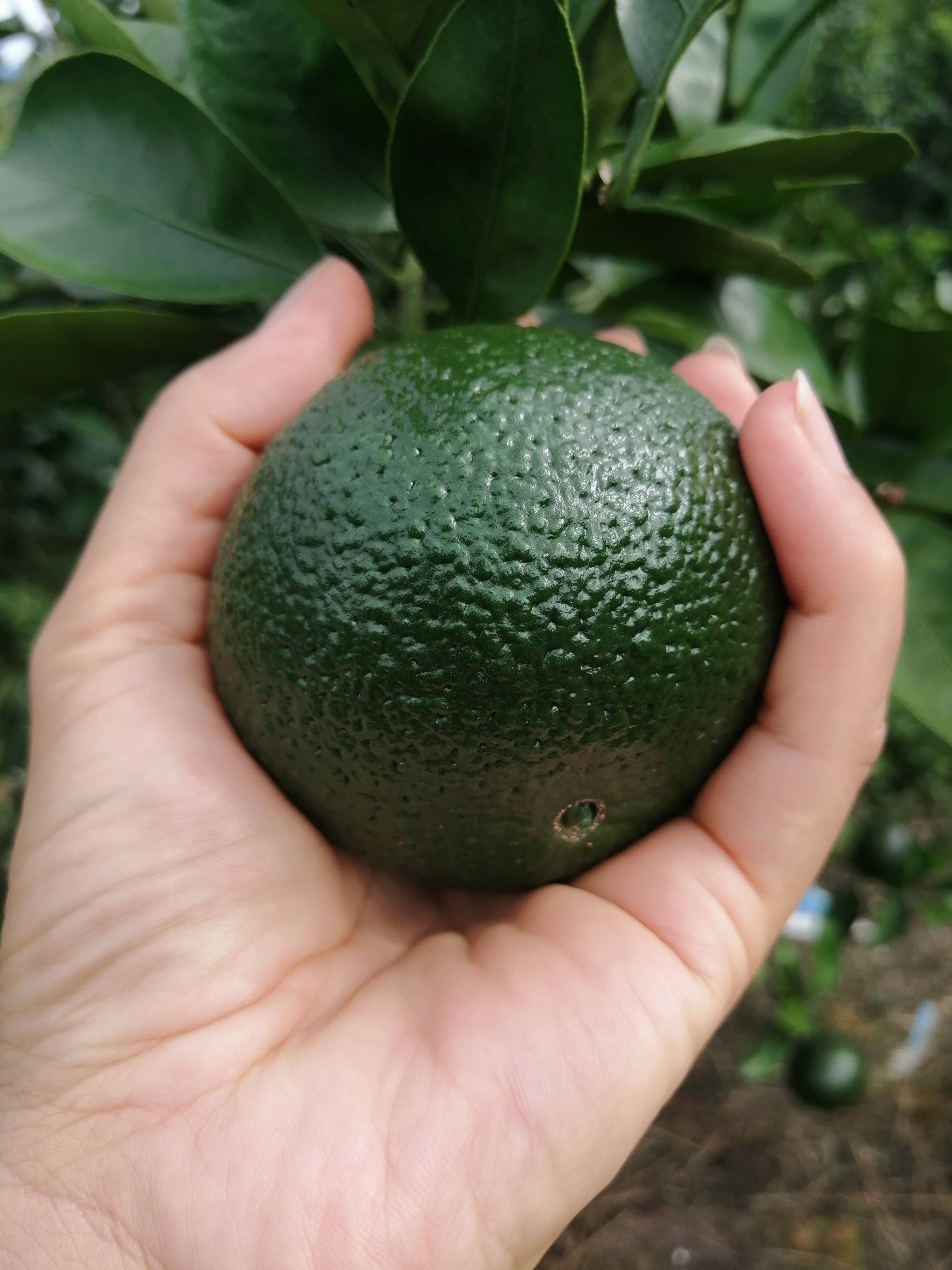 黄金柑待成熟中