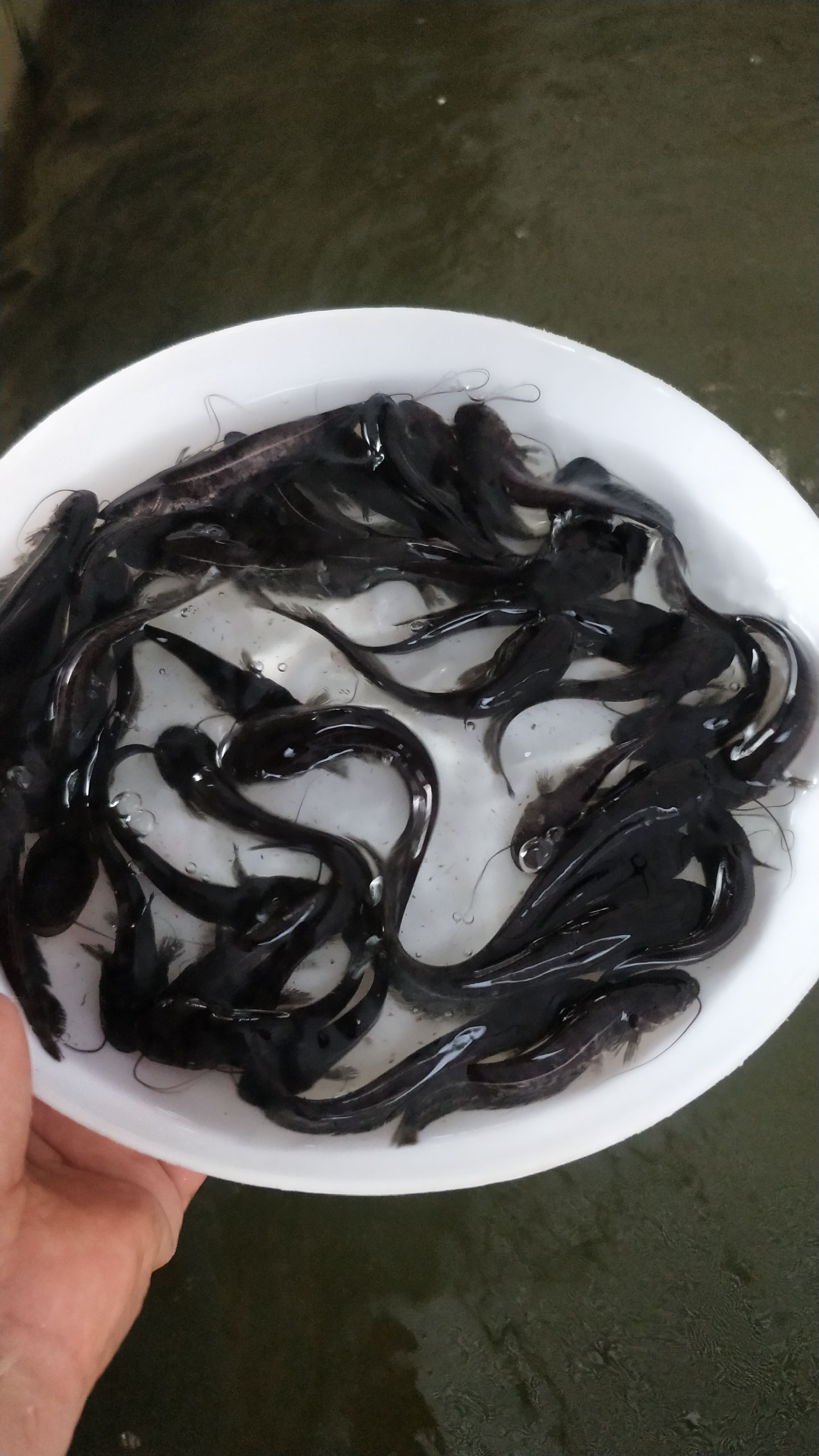 杂交鲶鱼苗大量出售，价格美丽，欢迎来电订购