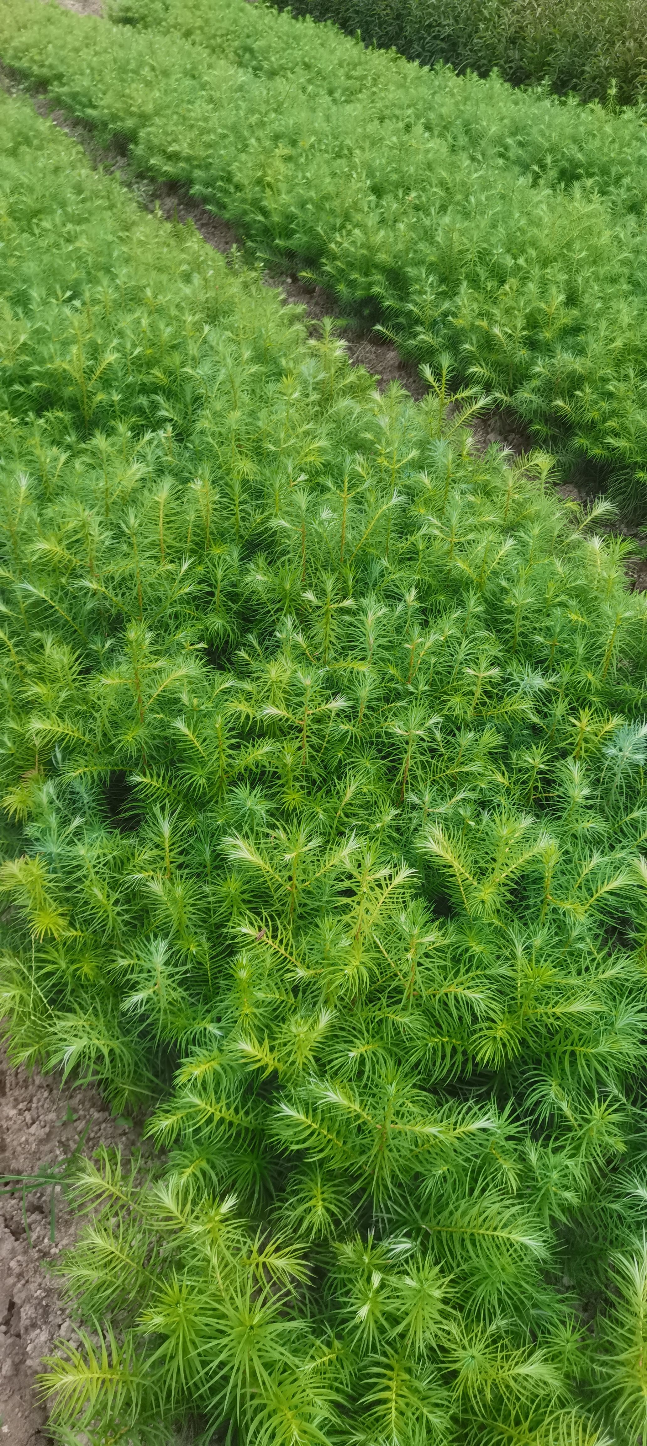 杉木树苗  大量供应一年生杉木小苗，原生田苗，苗圃直供，走量批发