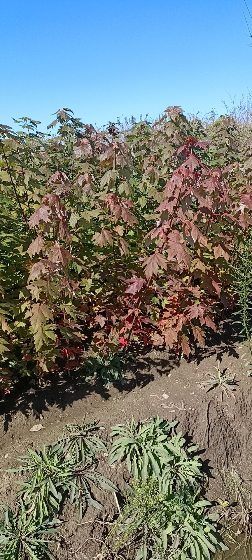 美国红枫  红枫秋火焰 园林绿化苗木 彩叶树规格齐全 量大优惠