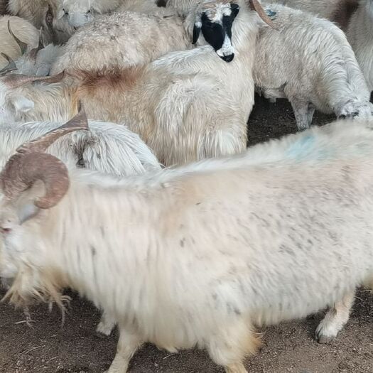 羊肉 生肉 