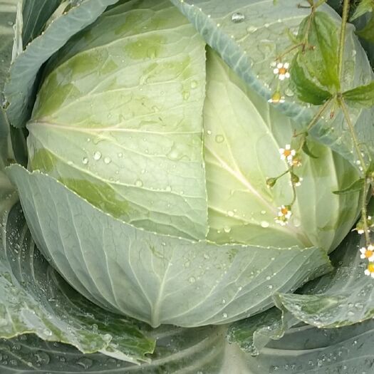威宁县黄心大白菜  莲花白