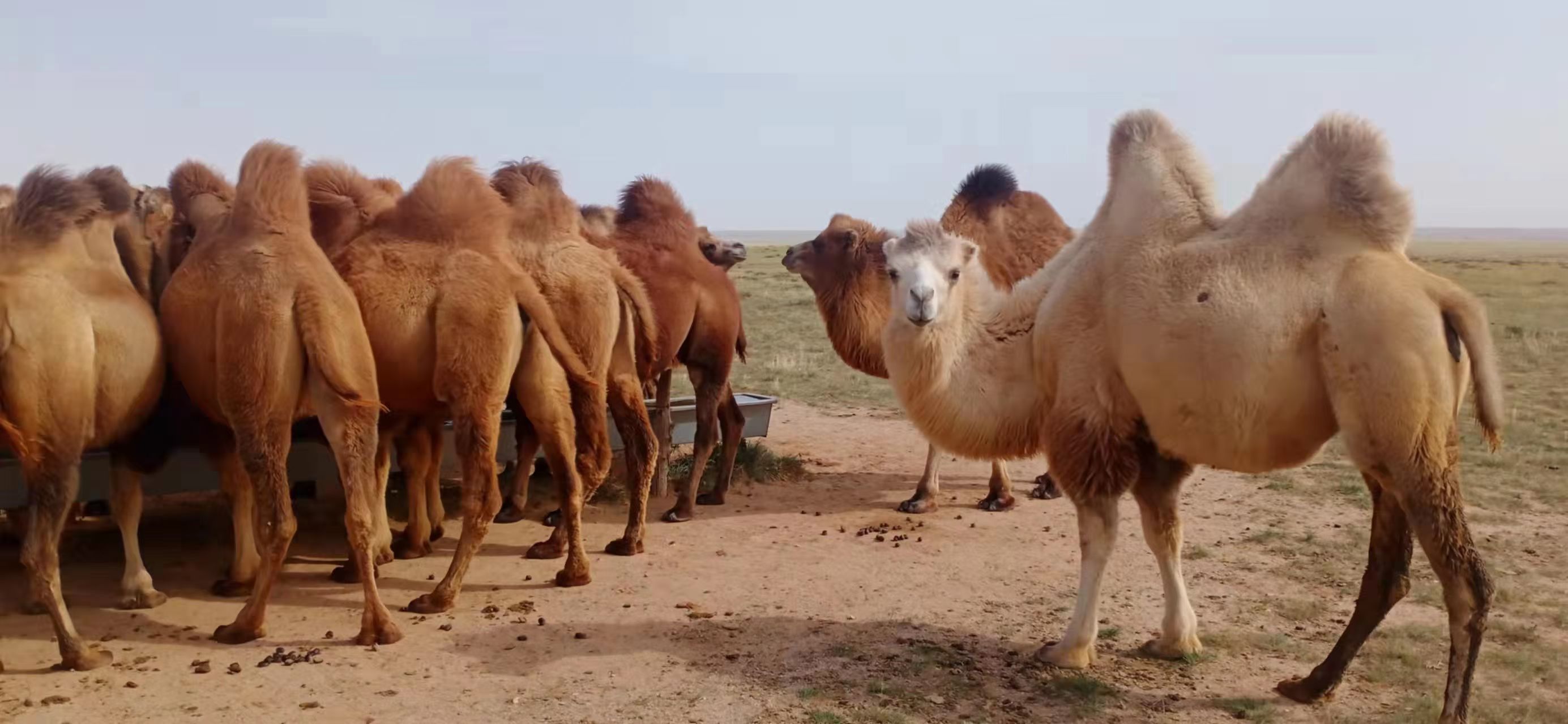 双峰驼  常年出售小骆驼，对驼，宰肉骆驼
