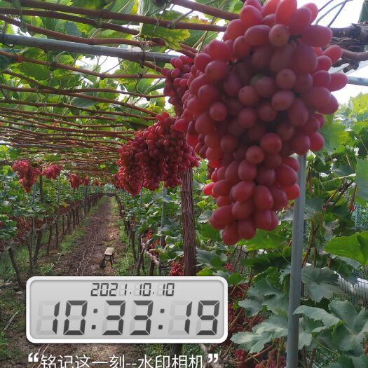 西昌市克瑞森无核葡萄  自然转色晚熟精品克瑞森葡萄