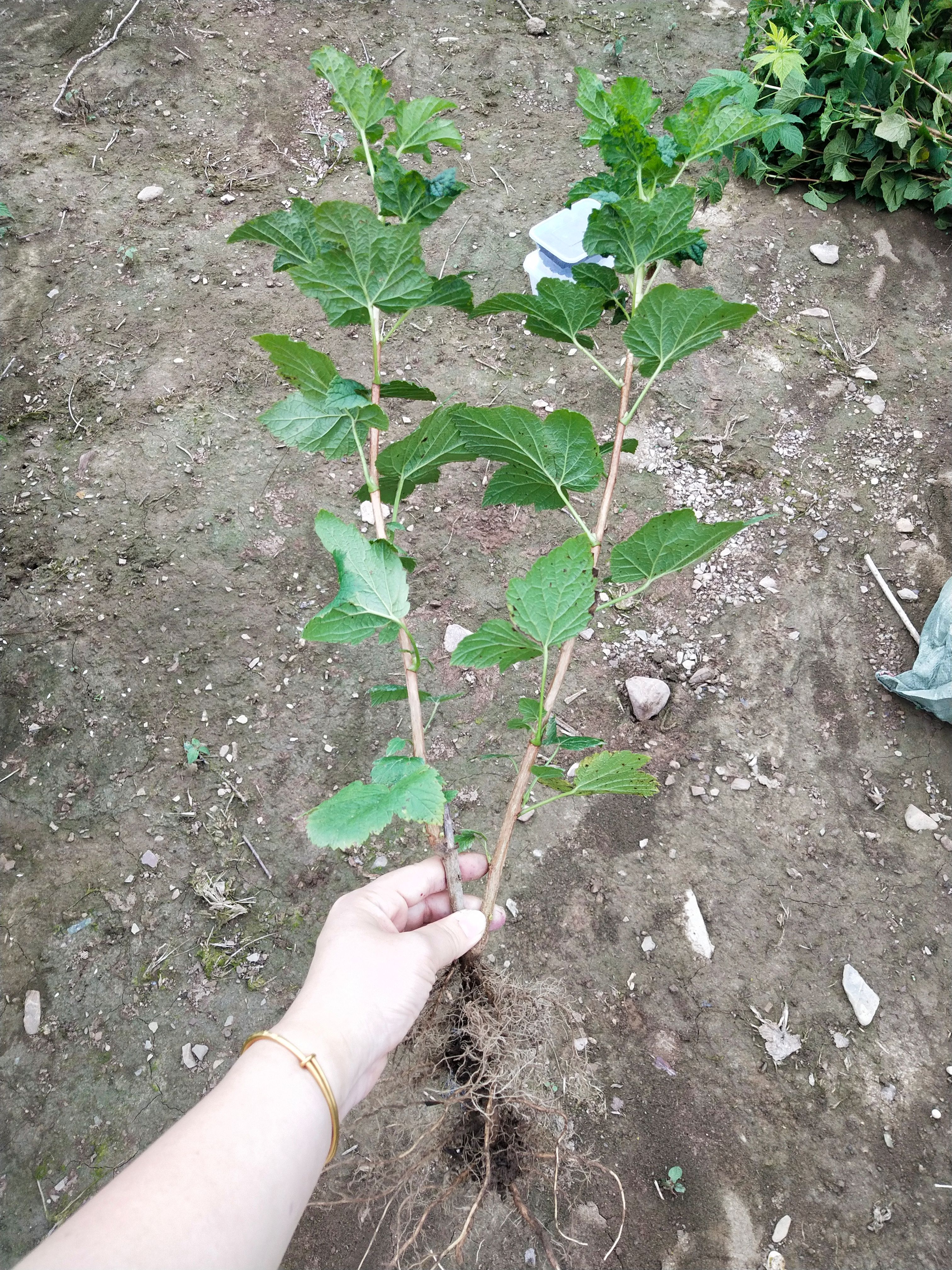 黑加仑苗 当年结果苗 多个分枝 两年大苗