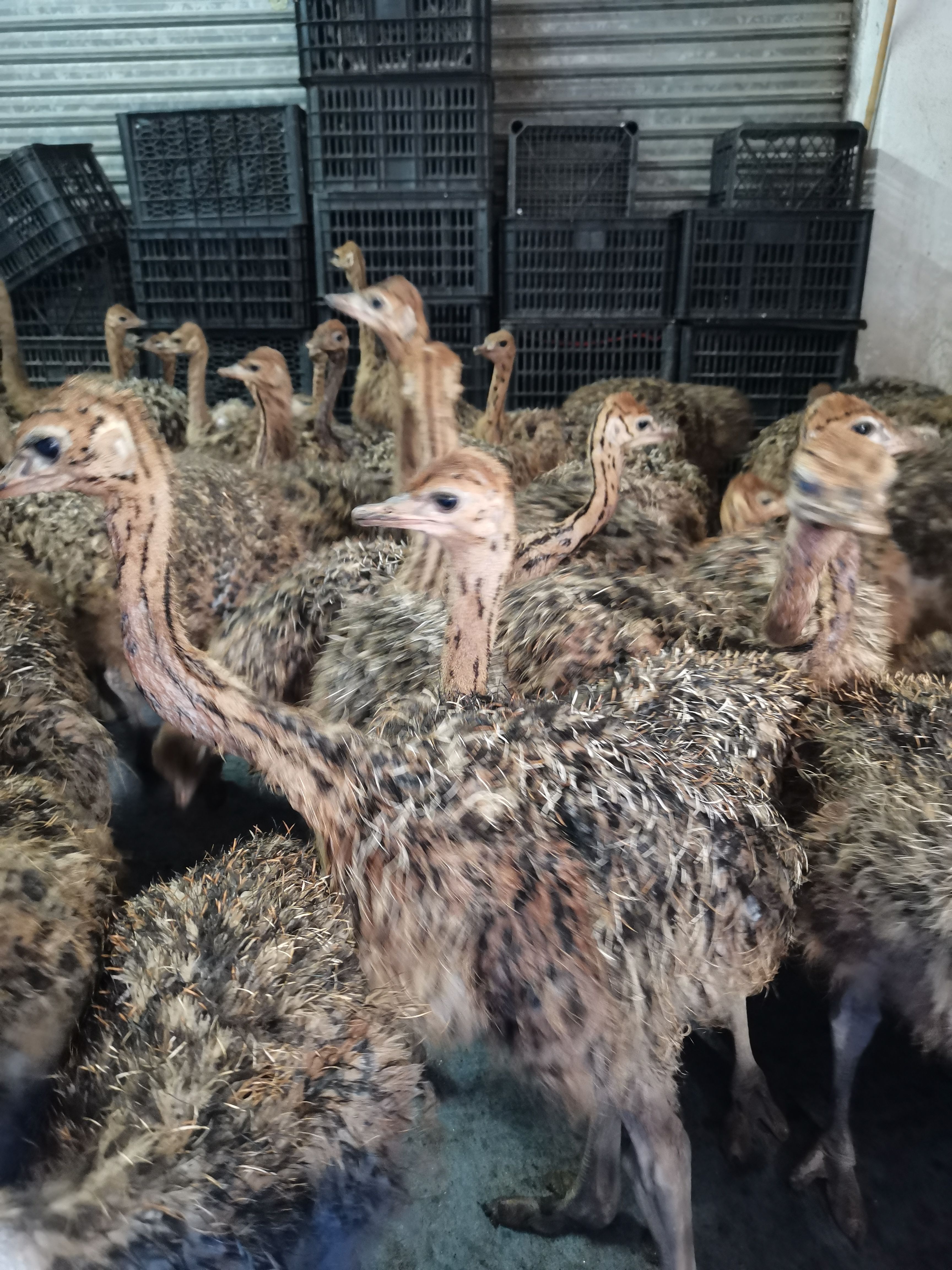 非洲鸵鸟苗（全年销售出壳7天鸵鸟苗，35天脱温鸵鸟苗）