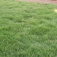 长沙县马尼拉草皮 马尼拉草卷  草块