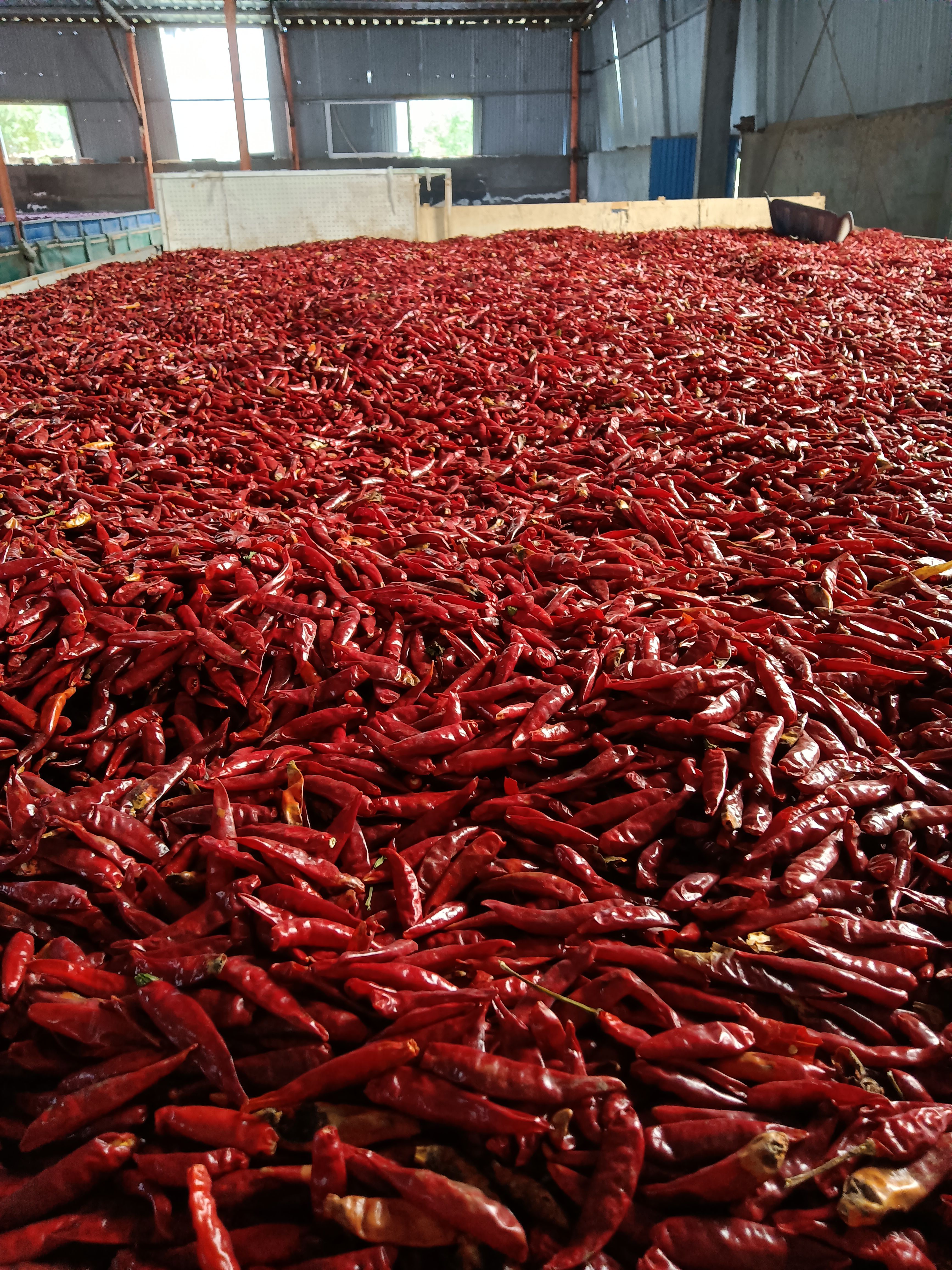 三樱干辣椒  干辣椒