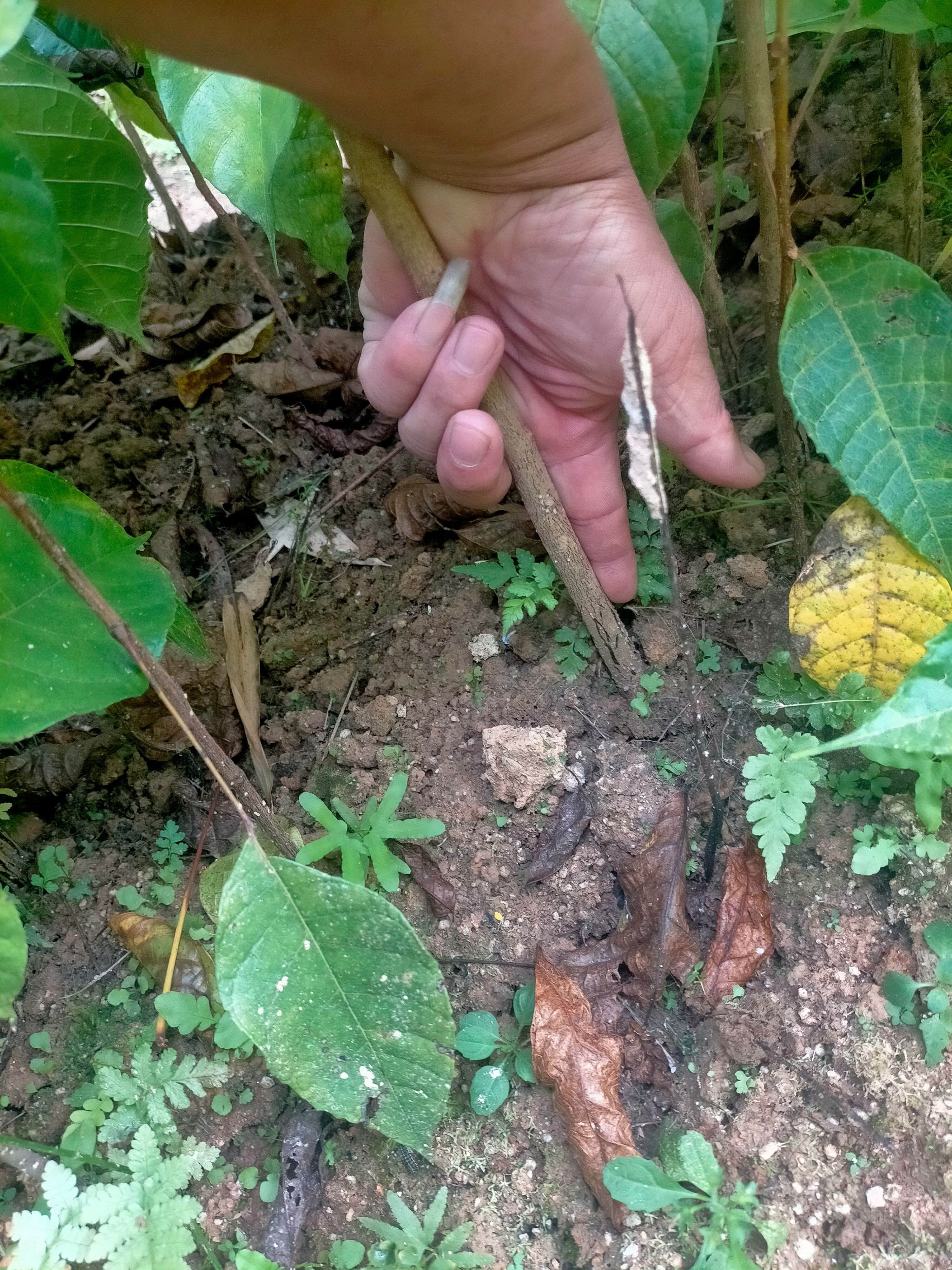 青橄榄苗  青榄木苗