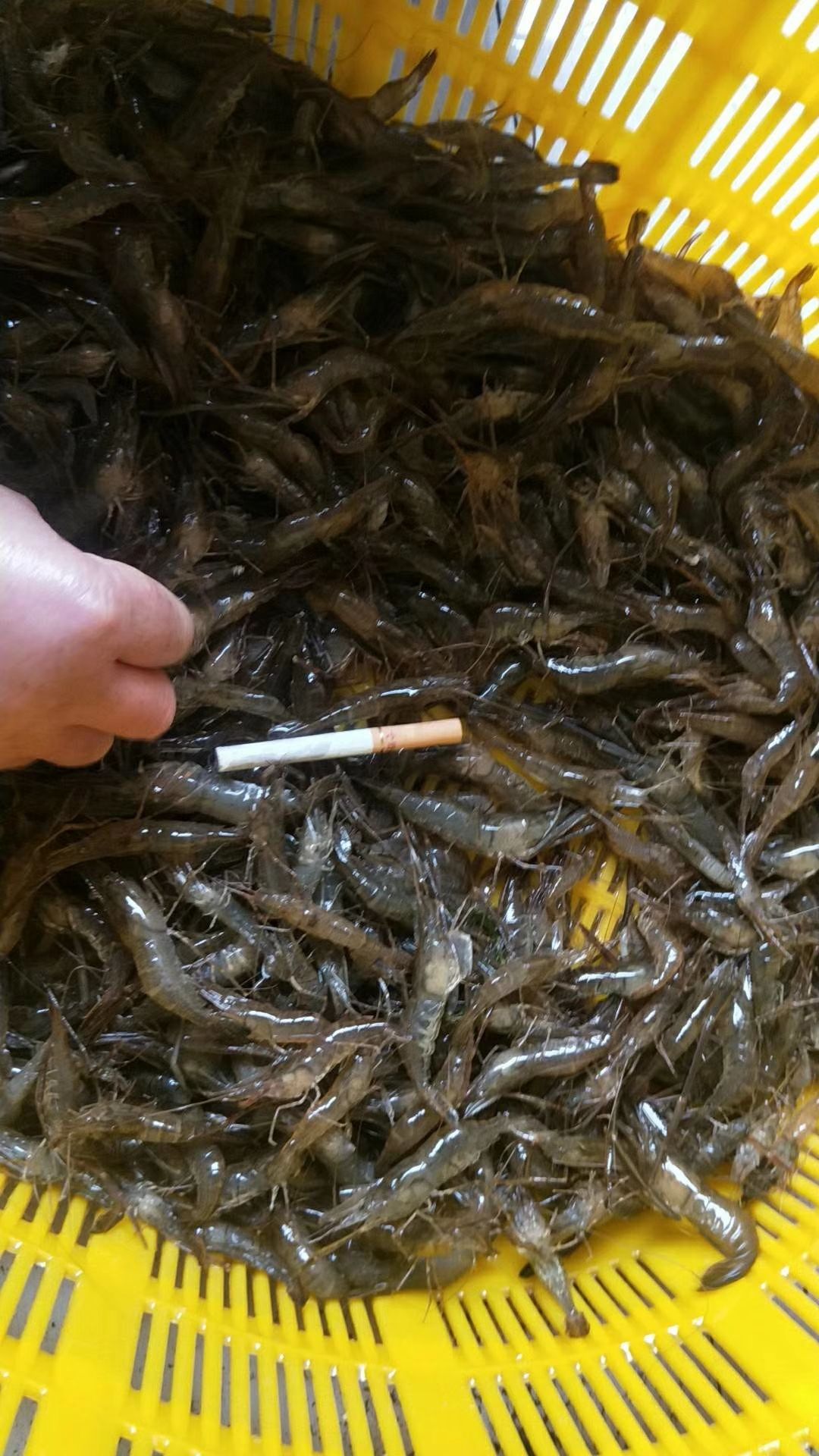 斑节虾 河虾江虾