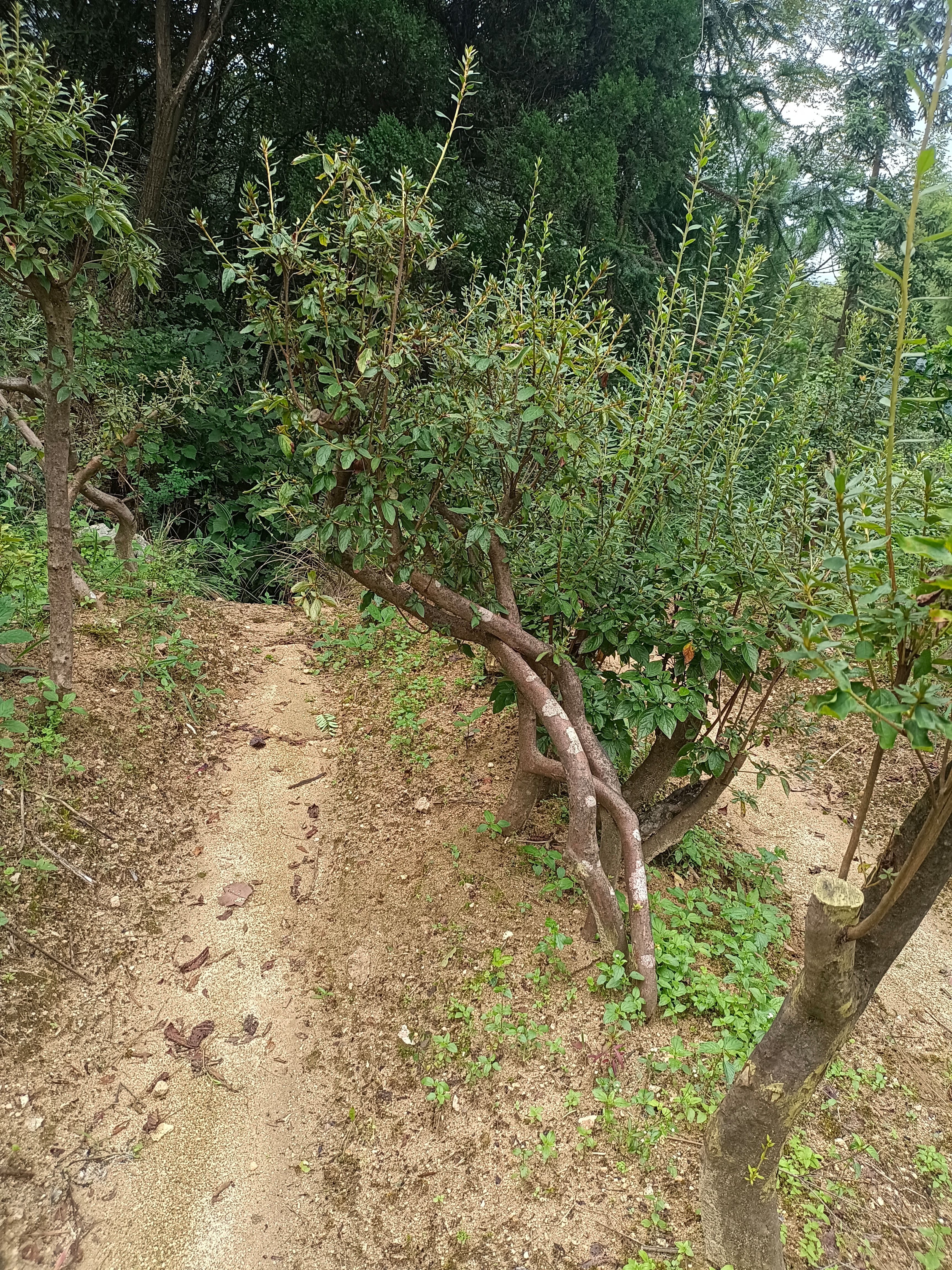 春鹃 大别山先花后叶杜鹃各种规格齐全