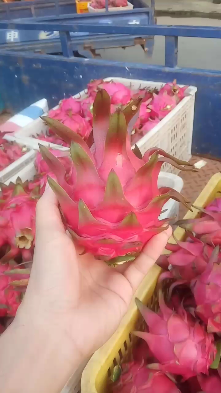 湛江火龙果代办