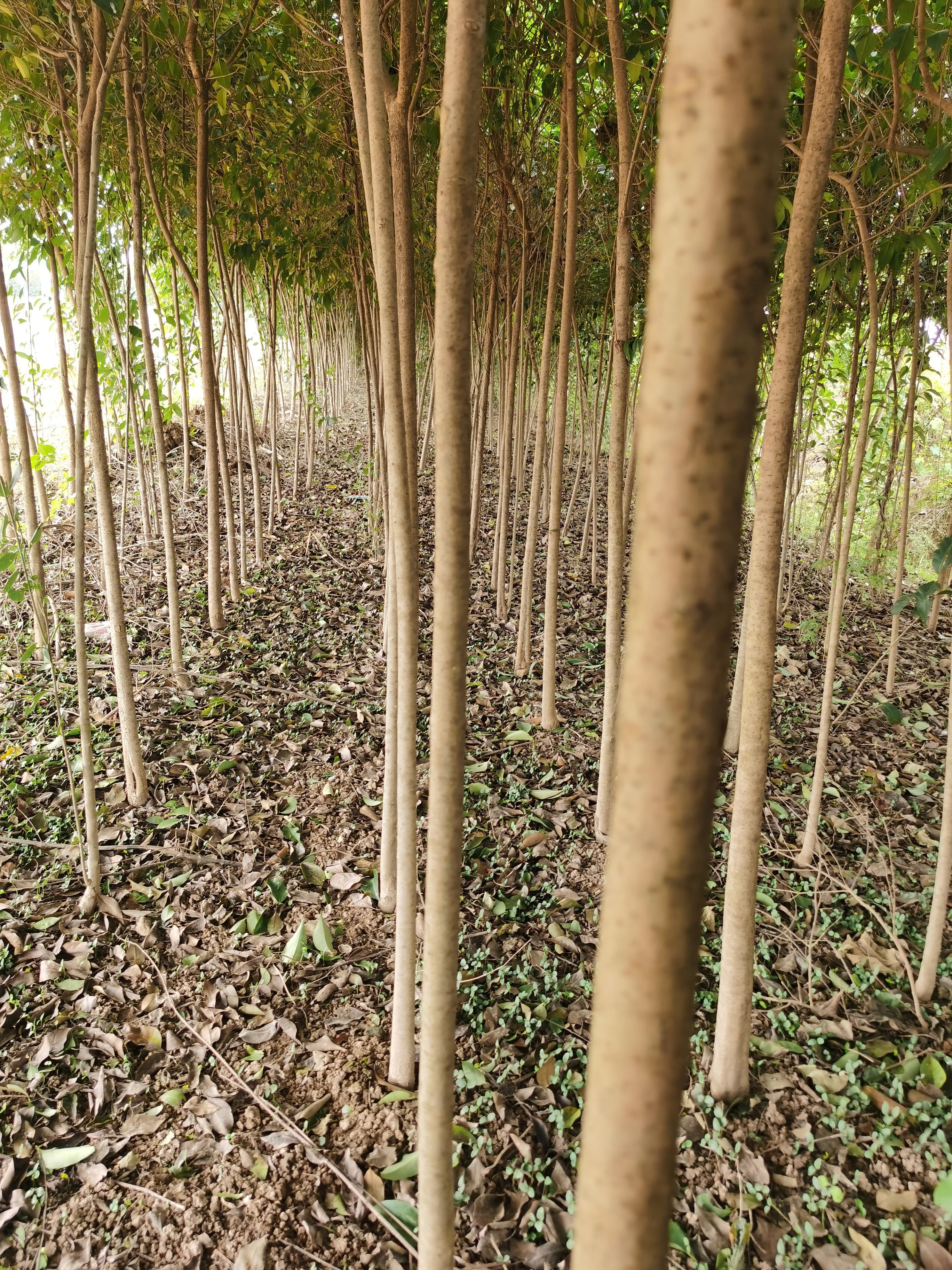  大叶女贞树苗，价格优惠，规格齐全，大叶女贞苗