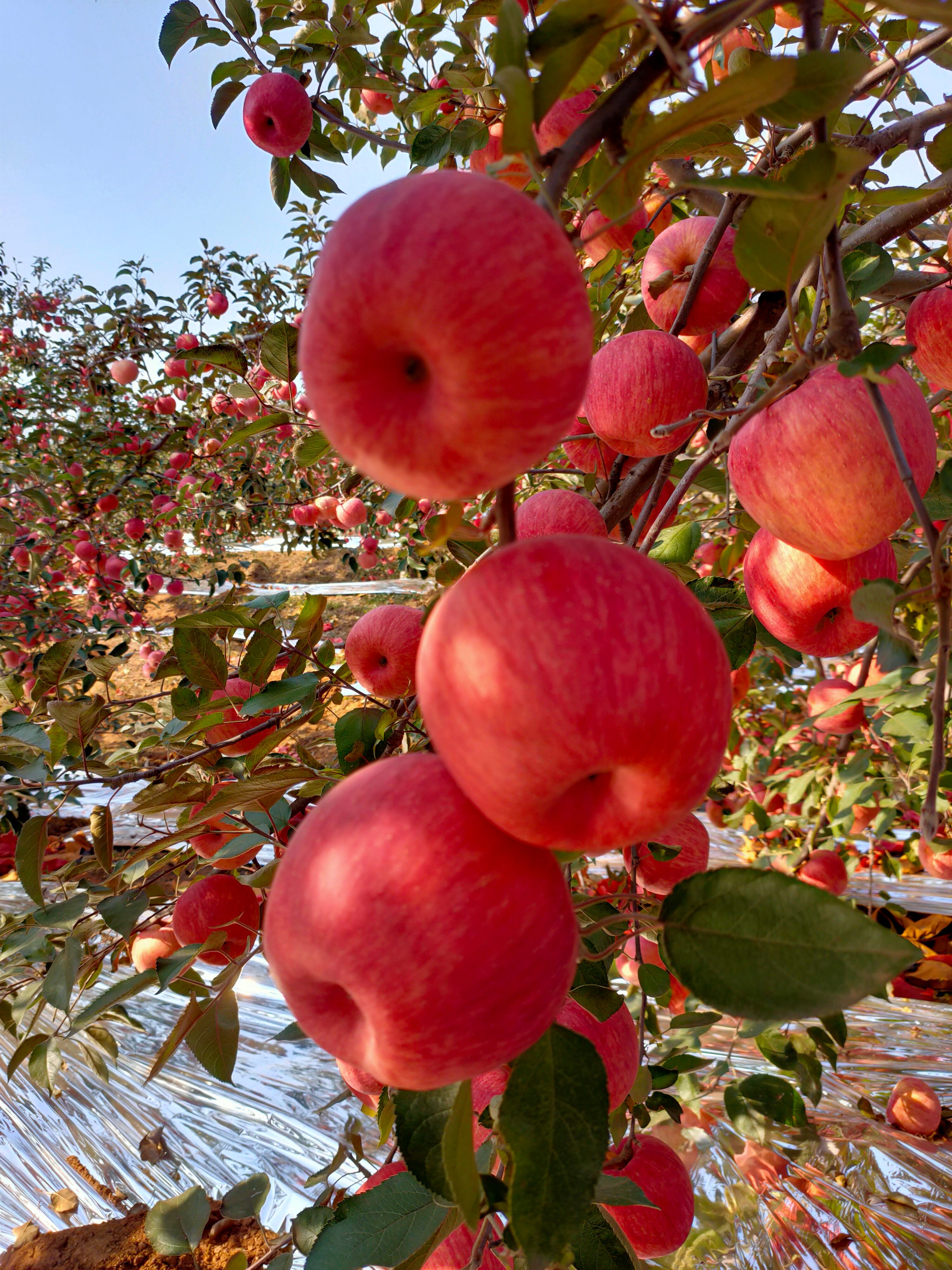 寒富苹果 寒富主产地，大量上市，颜色好卖相漂亮，口感甜脆，一刀两刀大量