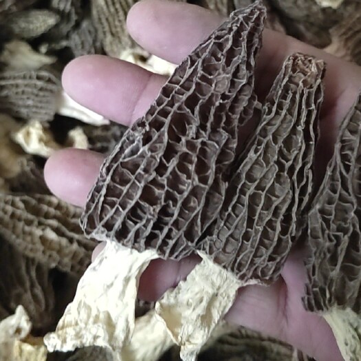 成都羊肚菌干货野生菌食用菌今年新货头茬批发各种规格