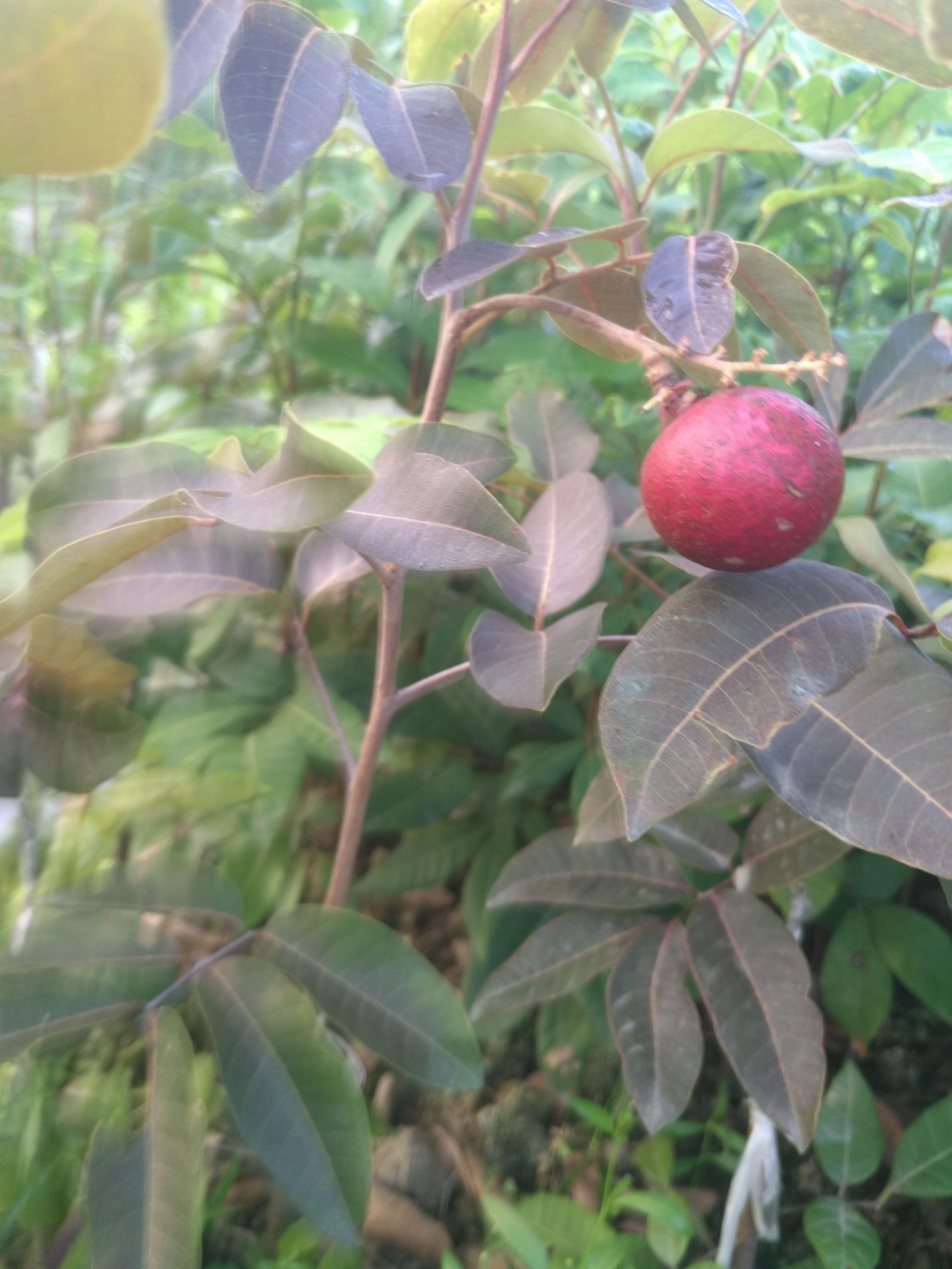 四季龙眼，红壳龙眼苗