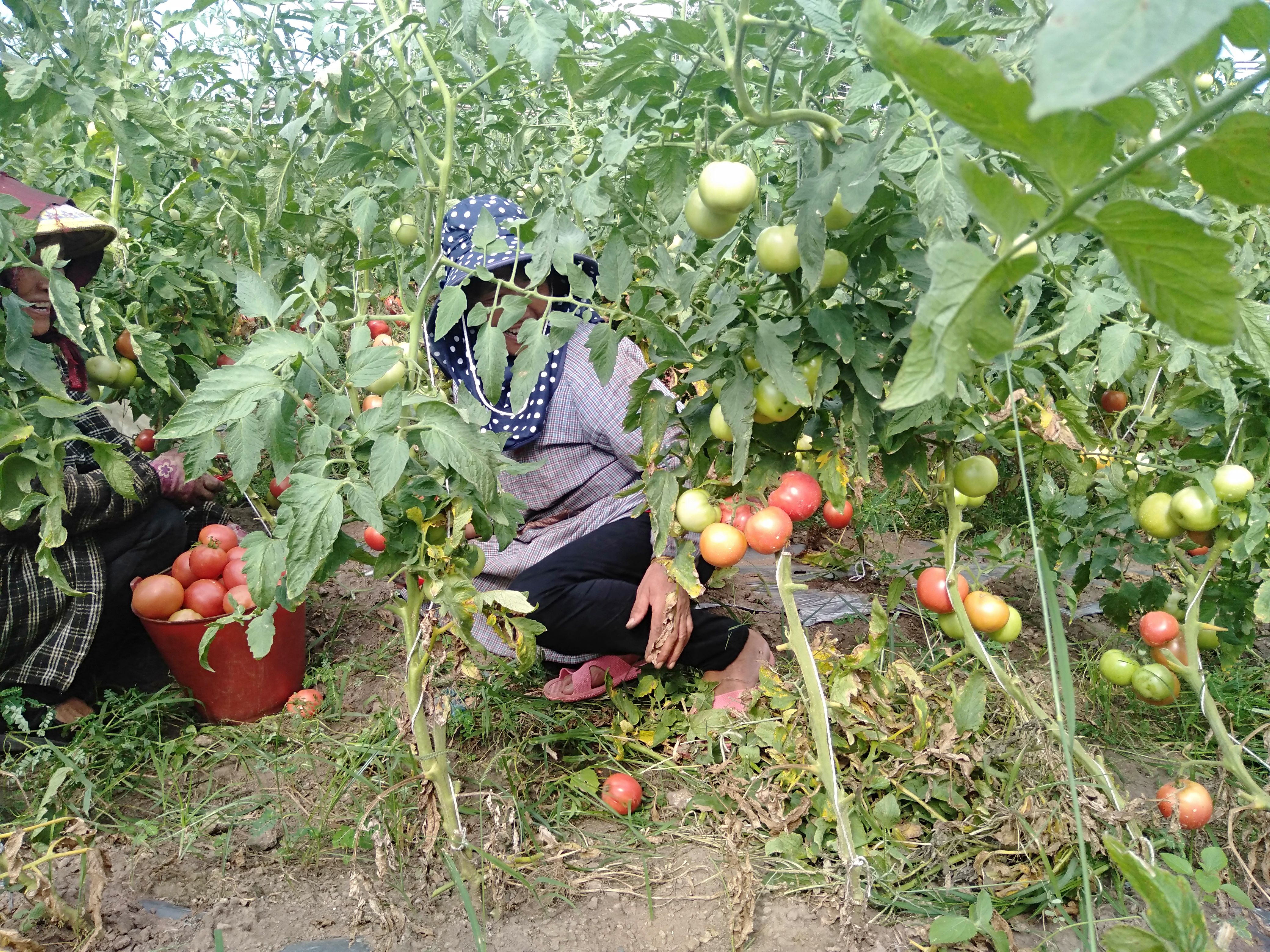 硬粉西红柿  基地直发自种西红柿一件代发整车