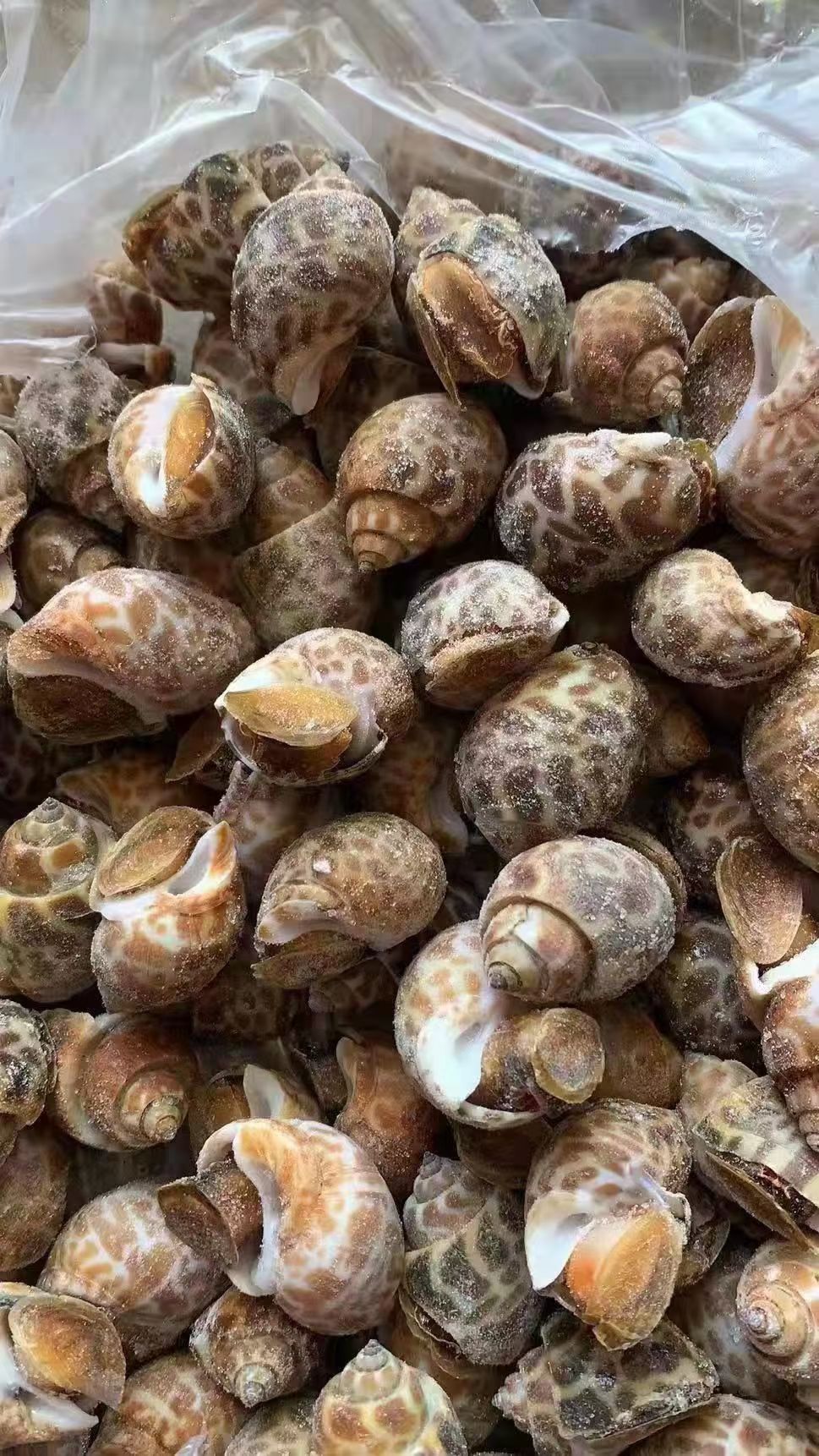 巴基斯坦花螺 30/50  50/80  80/120有货