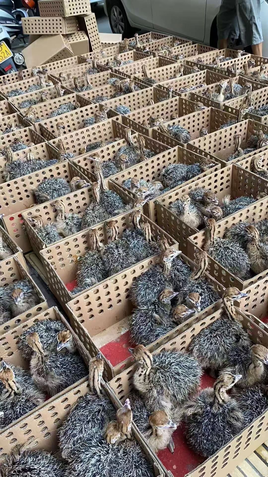 非洲鸵鸟苗（全年销售出壳7天鸵鸟苗，35天脱温鸵鸟苗）