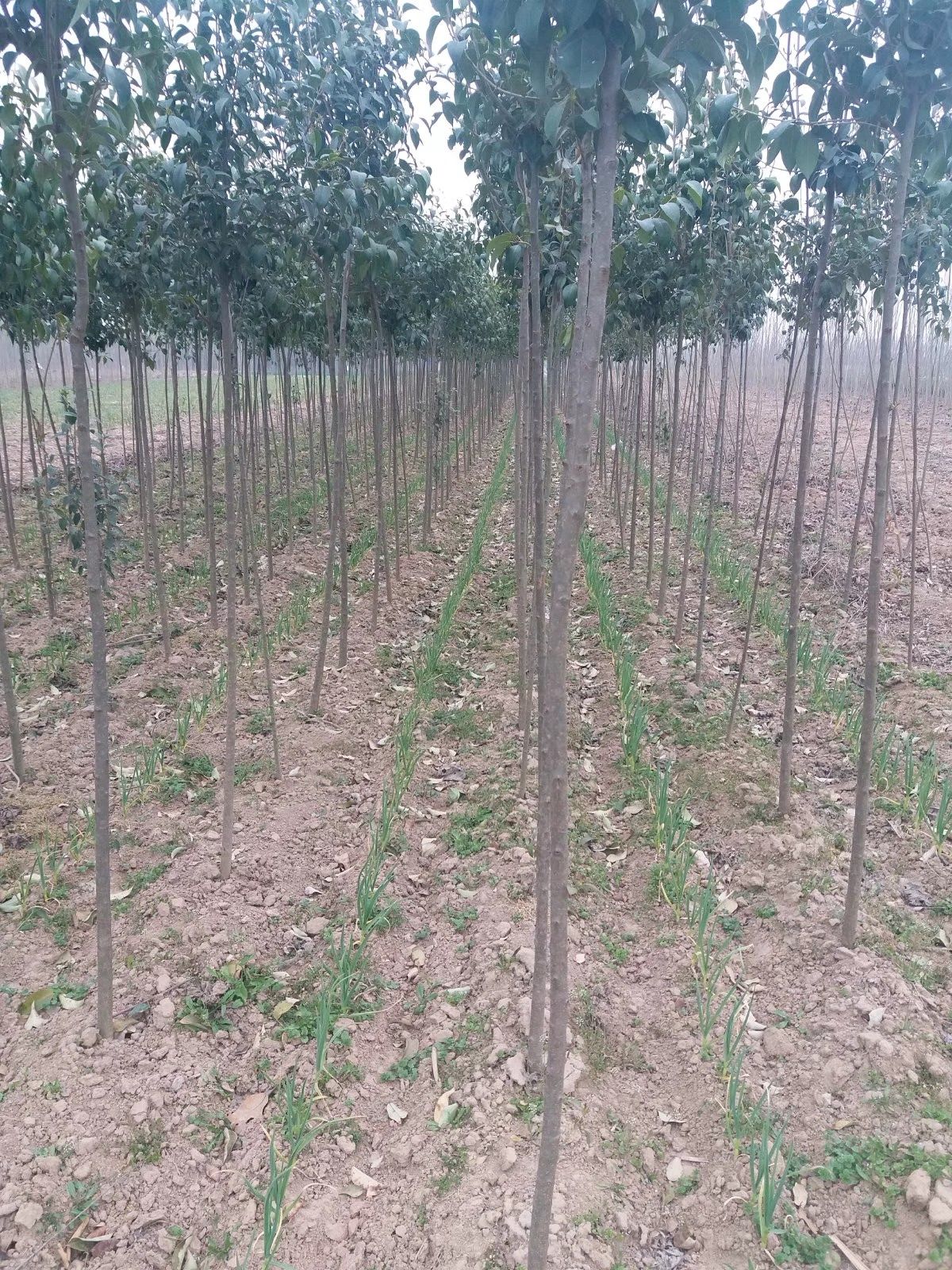  大叶女贞树苗，价格优惠，规格齐全，大叶女贞苗